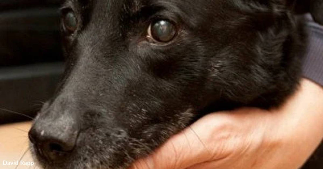 How Picking the Wrong Dog's Papers Left Me with the Right Dog