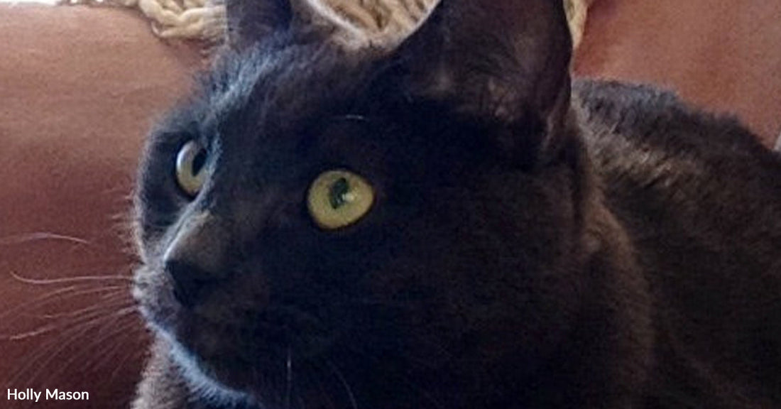 A Frail Pregnant Cat Chose One Lap And Changed Everything