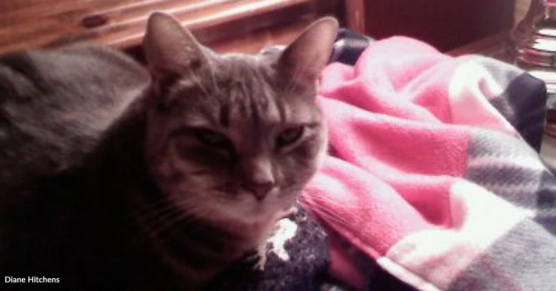 Gray tabby cat resting on colorful blankets, looking directly at the camera.