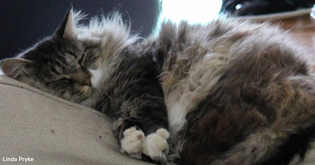 A long-haired gray cat sleeps curled up on a cushion.