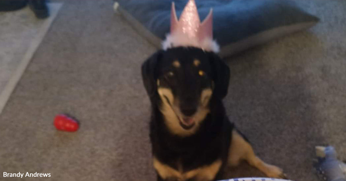 Small black-and-tan dog wearing a pink crown sits on carpet, looking at a slice of birthday cake on a paper plate in the foreground.