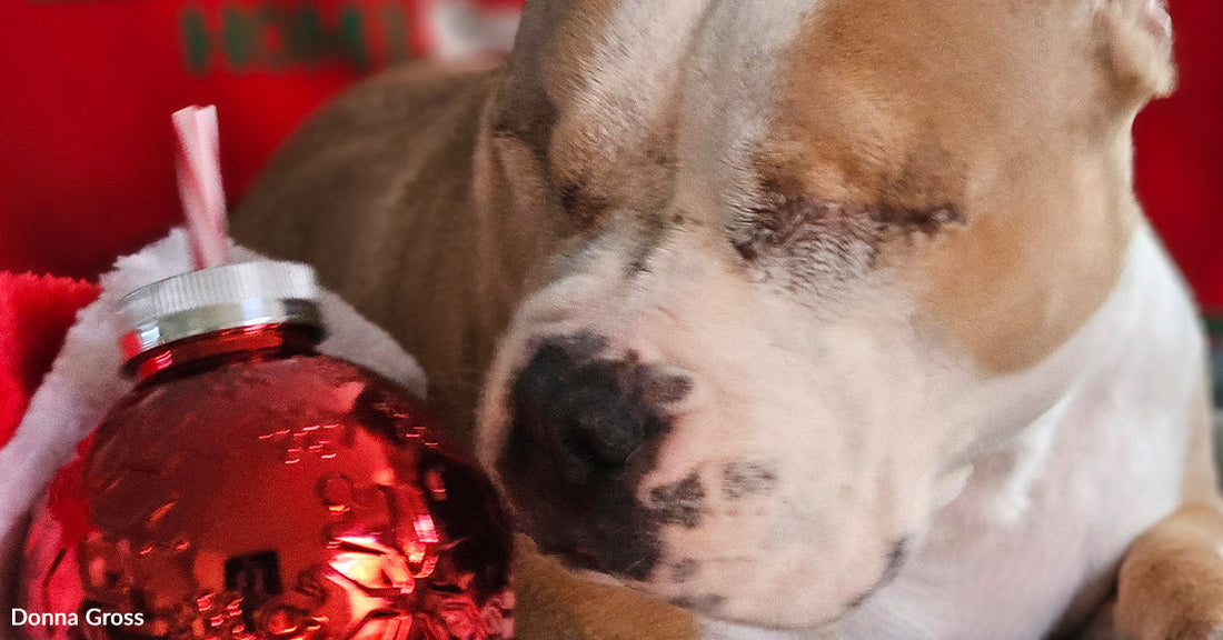 A light-colored dog rests with eyes closed beside a red holiday ornament, captured in a peaceful close-up.