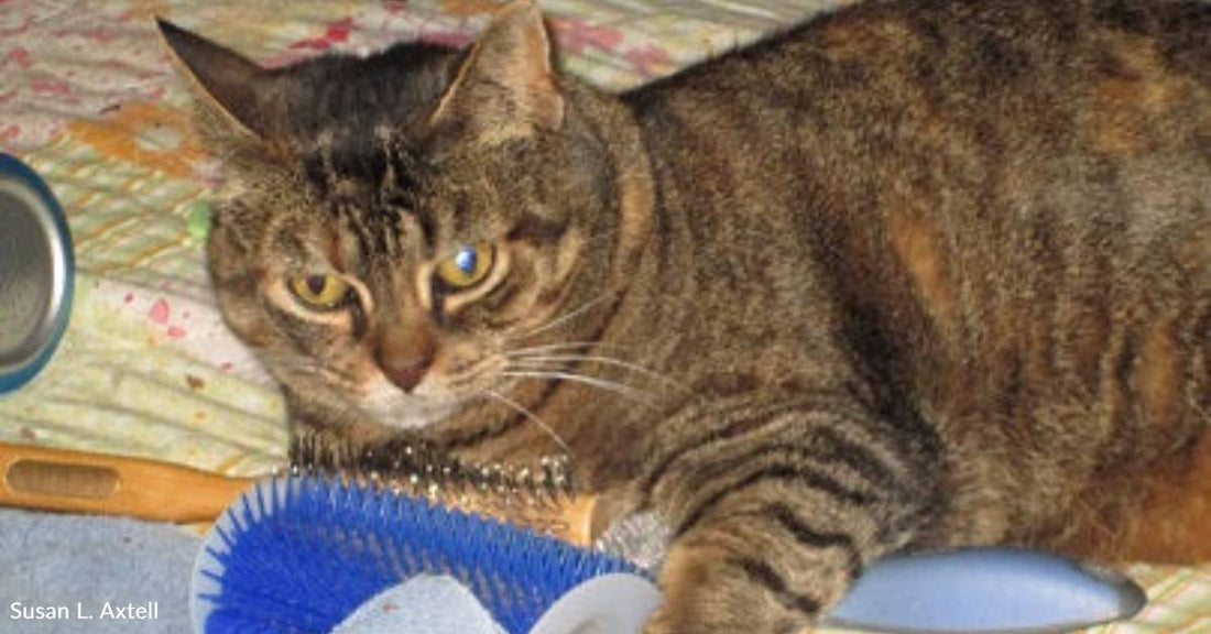 Woman Adopts Shelter Cat 'Who Needs a Home the Most'