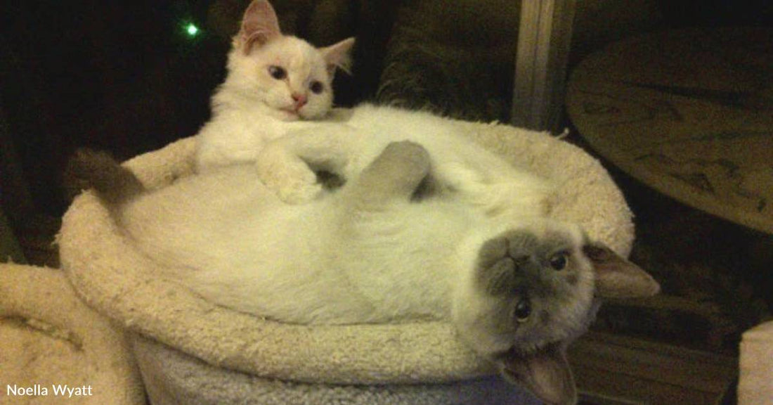 Deaf Kitten with a Rough Start Required a Special Home, He Found One