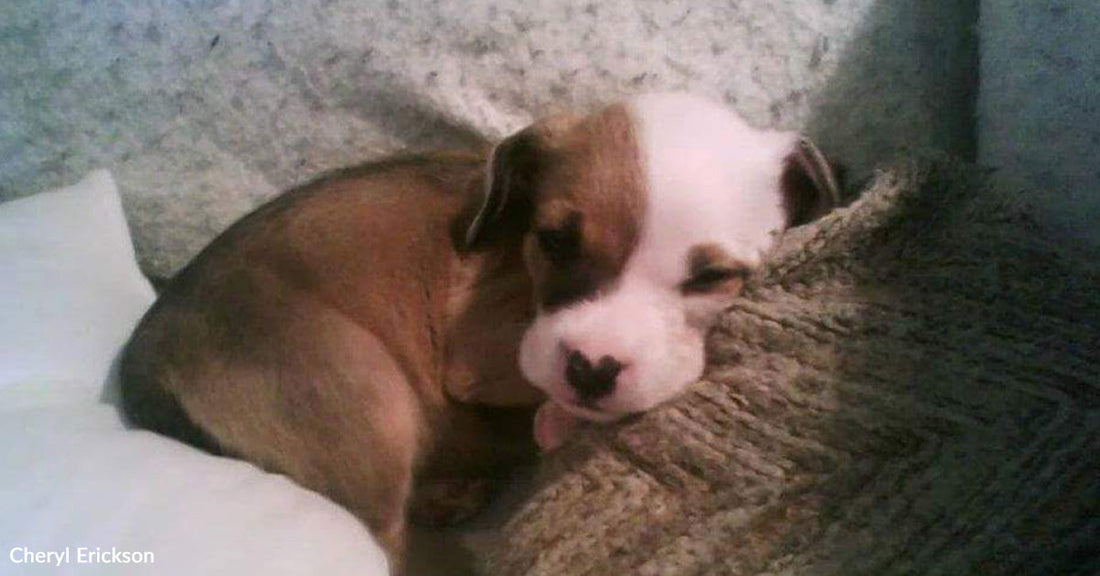 A small puppy rests on a blanket with its tongue slightly sticking out.