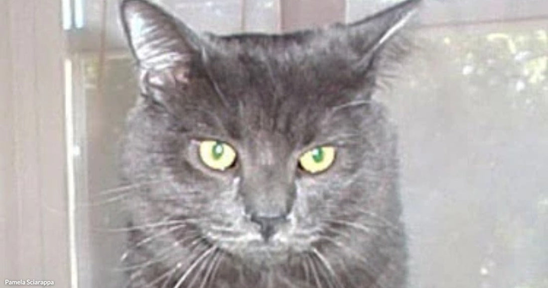 A fluffy gray cat with green eyes sits upright on a dark surface in front of a window.