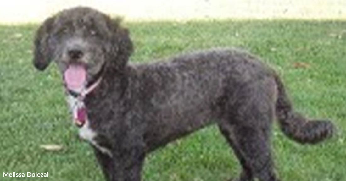 Terrified Neighborhood Stray Grew Into A Therapy Dog Changing Lives