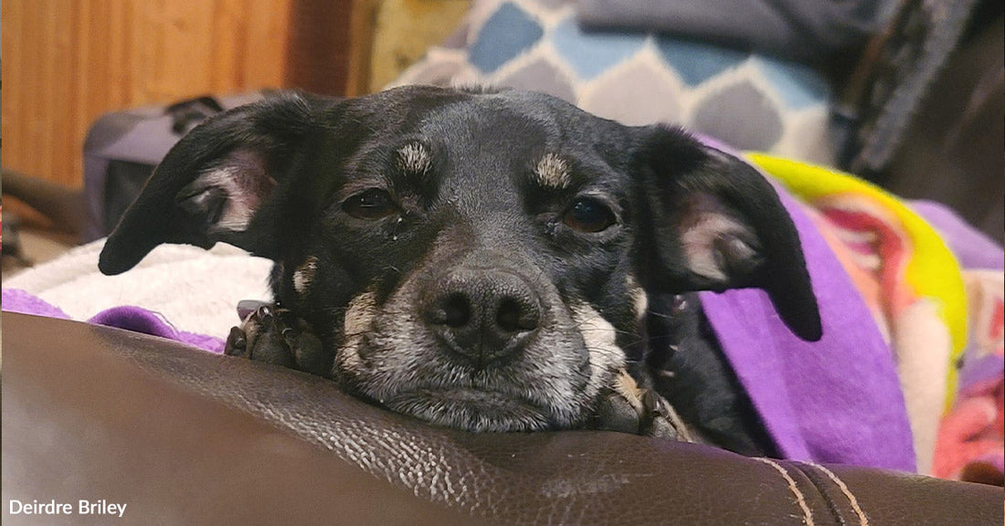 Older black dog with gray markings rests its chin on a couch arm, partially wrapped in a purple blanket, eyes half closed.