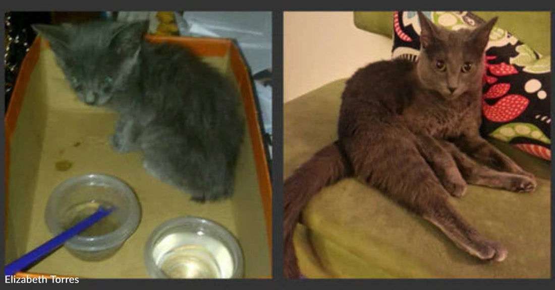 Kitten in a Shoebox Ends up in Apartment of Woman Who Didn't Want Pets