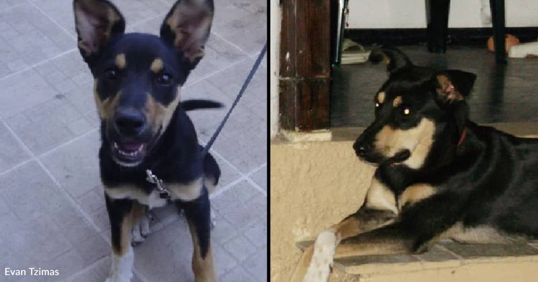 Stray Orphaned Puppy Wins Over Sailor at Naval Base