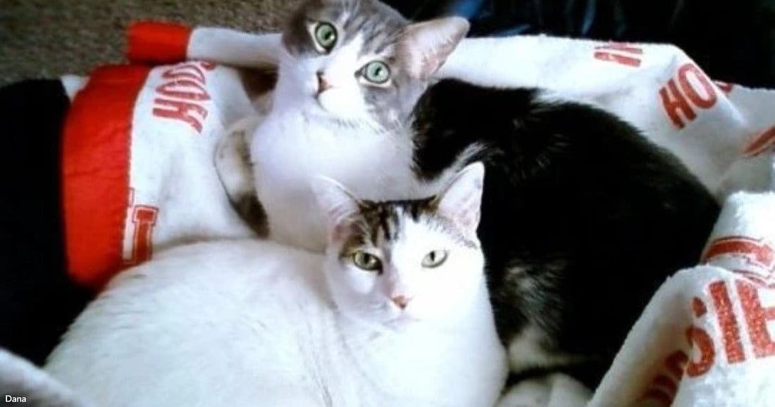 Two gray-and-white tabby cats cuddle together on a white blanket with red lettering.