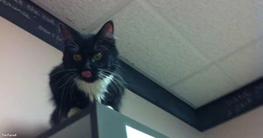 A black and white tuxedo cat perches on top of a tall cabinet near the ceiling, staring down with wide eyes.