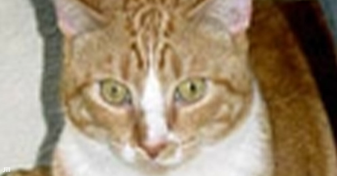 A close-up of an orange-and-white cat’s face with green eyes staring directly at the viewer.