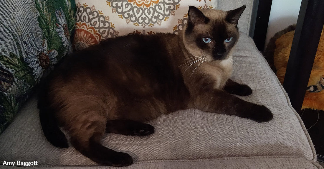 Siamese cat resting on a light gray couch with patterned pillows behind it, facing the camera with bright blue eyes.