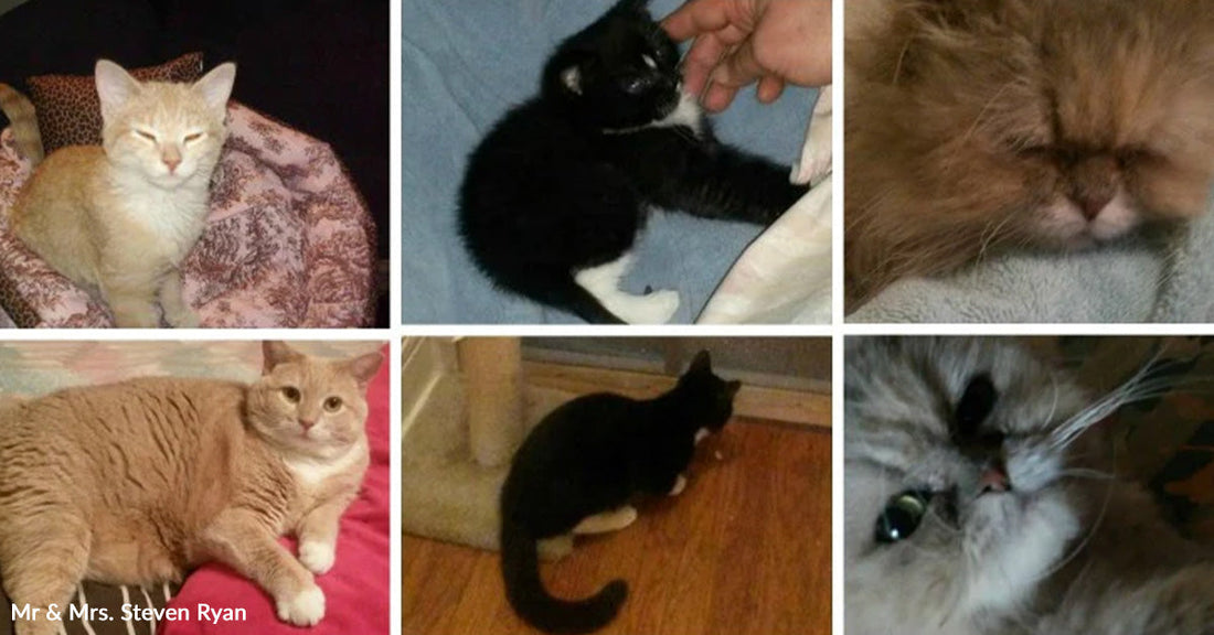 Collage of six cat photos showing different cats lounging.