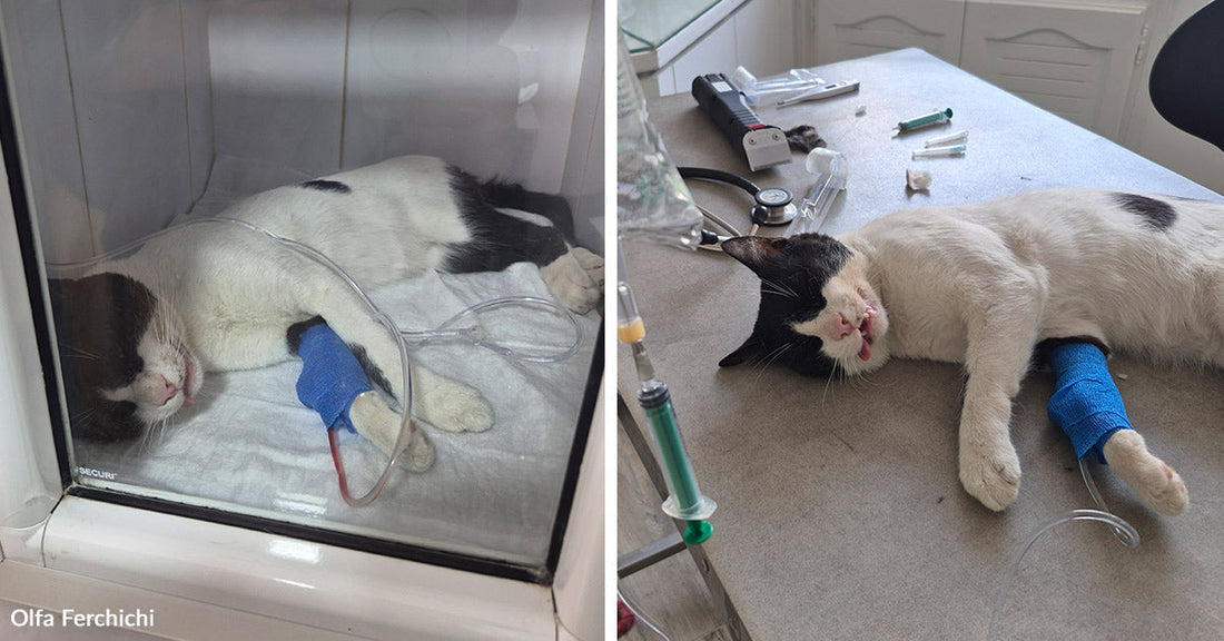 Split image showing the cat in a recovery chamber on one side and lying on a treatment table with IV line on the other.