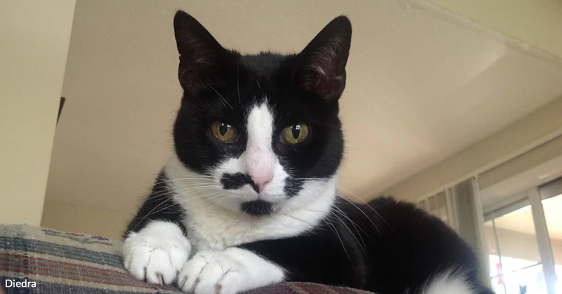 Black-and-white tuxedo cat with a distinctive mustache-like marking resting on the back of a couch indoors.