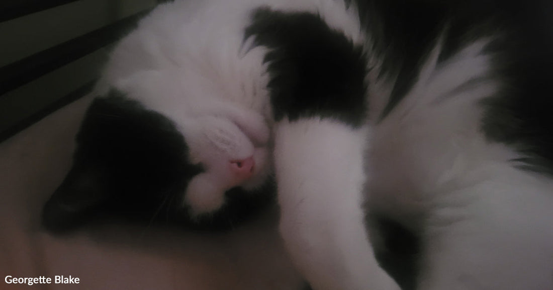 Close-up of a sleeping black-and-white cat curled up with one paw covering part of its face.
