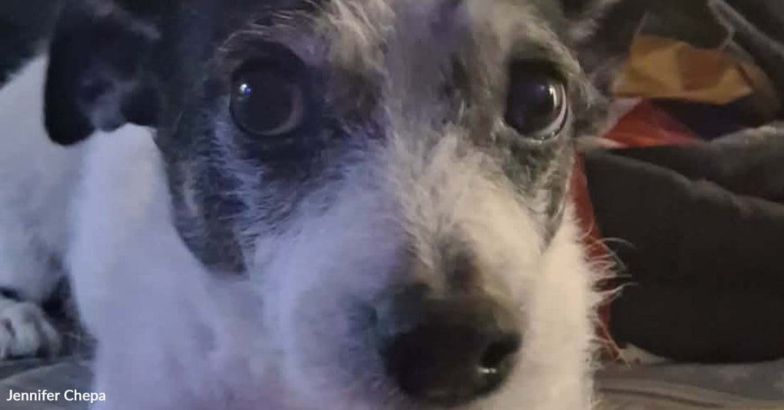 Close-up of a small black-and-white dog with wide eyes.