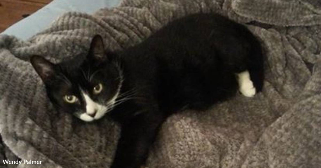 Shelter Volunteer Rescues Tiny, Shy, Injured Kitten on Death Row