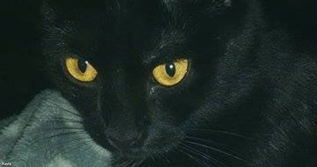 A black cat with striking yellow eyes gazes directly at the camera against a dark background.
