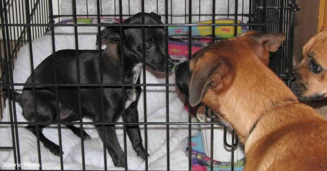 Woman Investigating Barking Dogs Finds Tiny, Snarling Pup