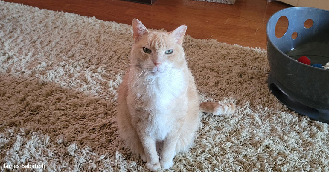 Light orange-and-white cat sitting upright on a beige shag rug in a living room, looking directly at the camera.