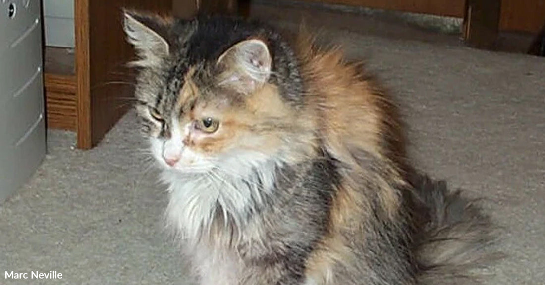Long-haired calico cat sitting indoors on a carpeted floor, with fluffy fur and a lowered gaze.