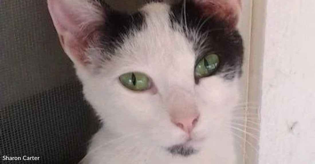 Woman Throws Cat Out of Car in Coyote-Filled Area