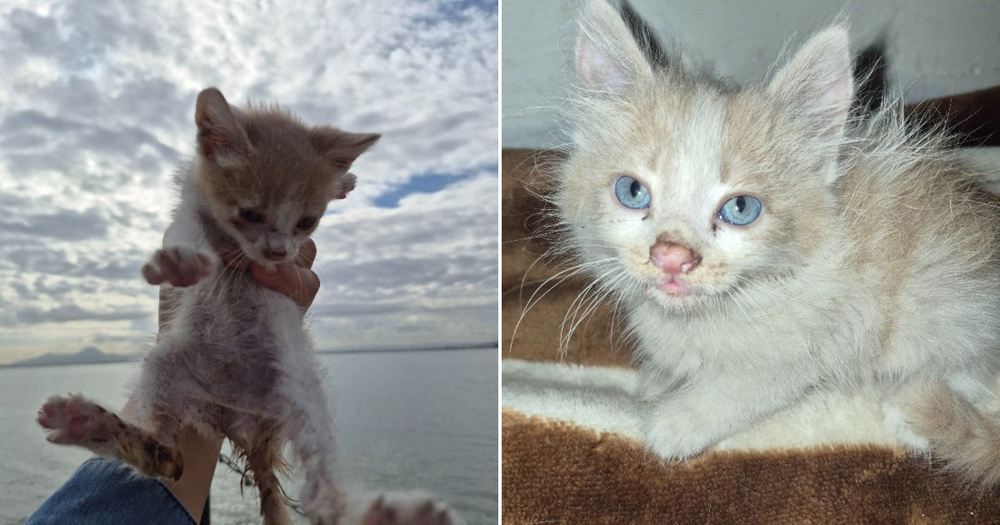 On the left, a tiny wet kitten is held up over water; on the right, the same kitten rests on a brown blanket indoors.