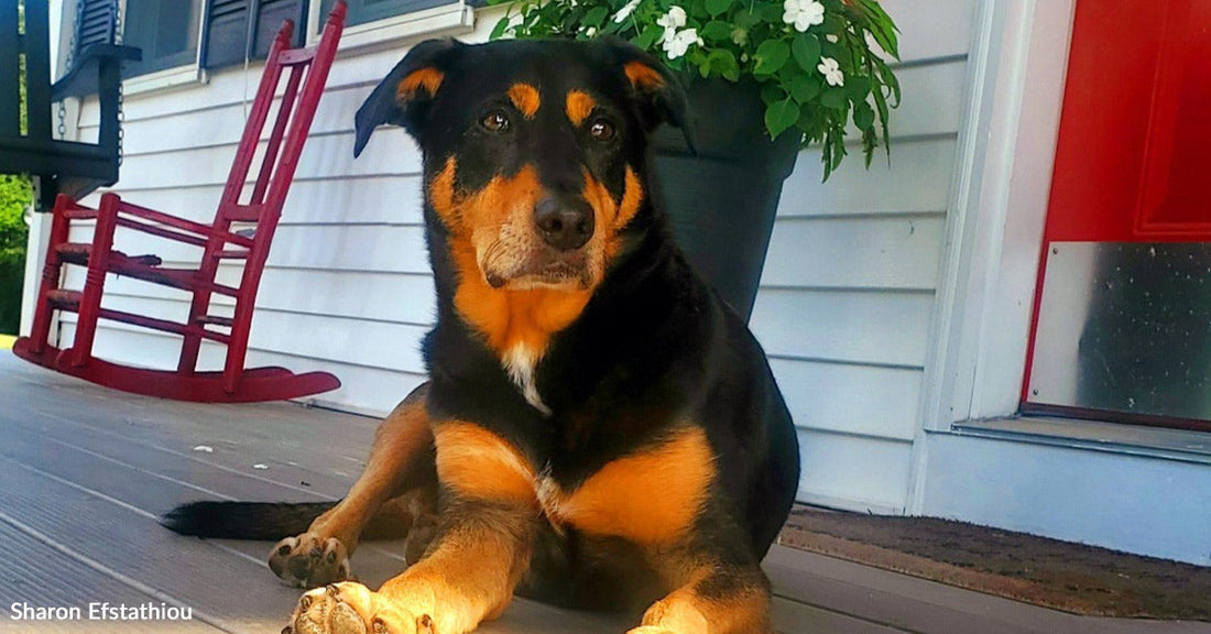 Close-up of black and tan dog lying on a porch floor with sunlight on its paws.