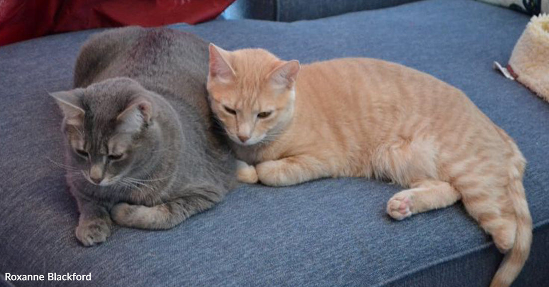 Two cats, one gray and one orange, lie together on a couch.