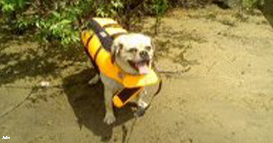 Smiling dog in a life jacket standing on a sandy shore with greenery.