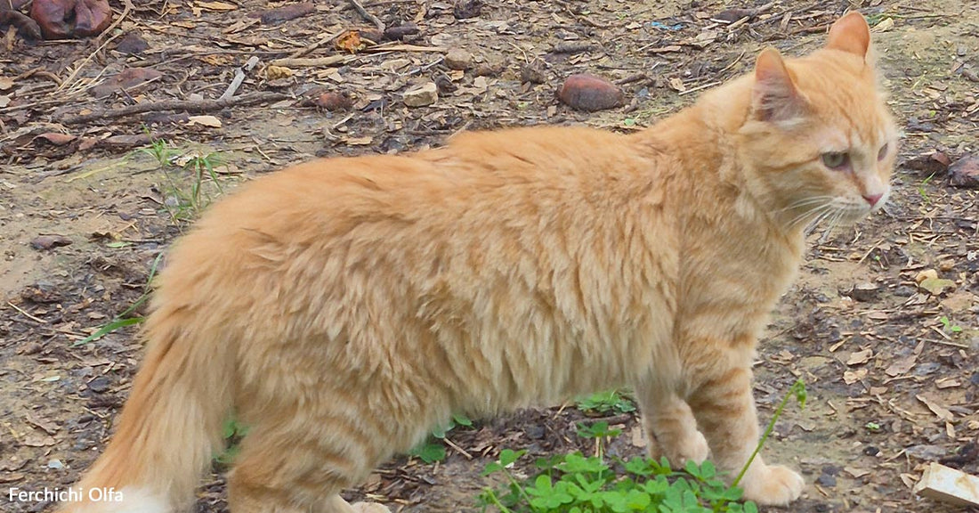 Orange cat standing outdoors on dirt and grass with text overlay reading “yahya today march 2026.”