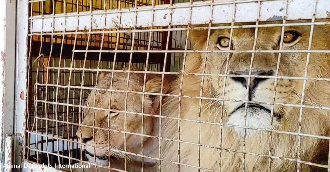Two Rescued Circus Lions Trade Small Cage for South African Sanctuary