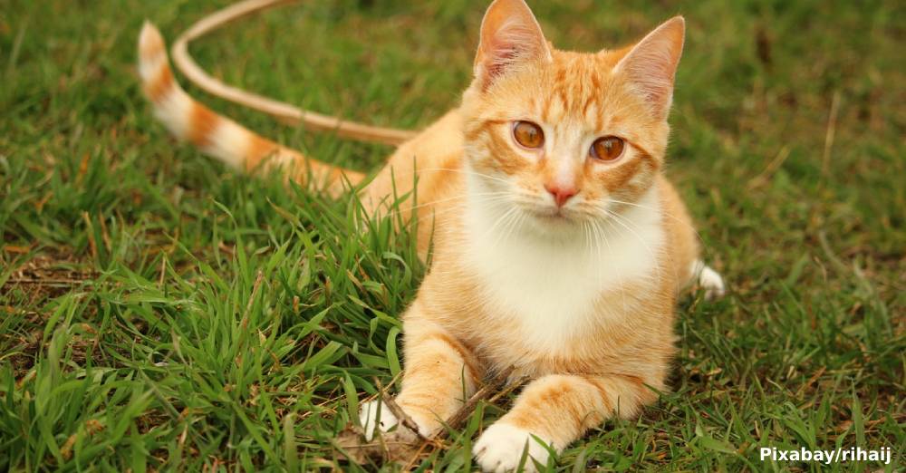 Kitten Survives a Night of Terror and Finds the Home She Deserves