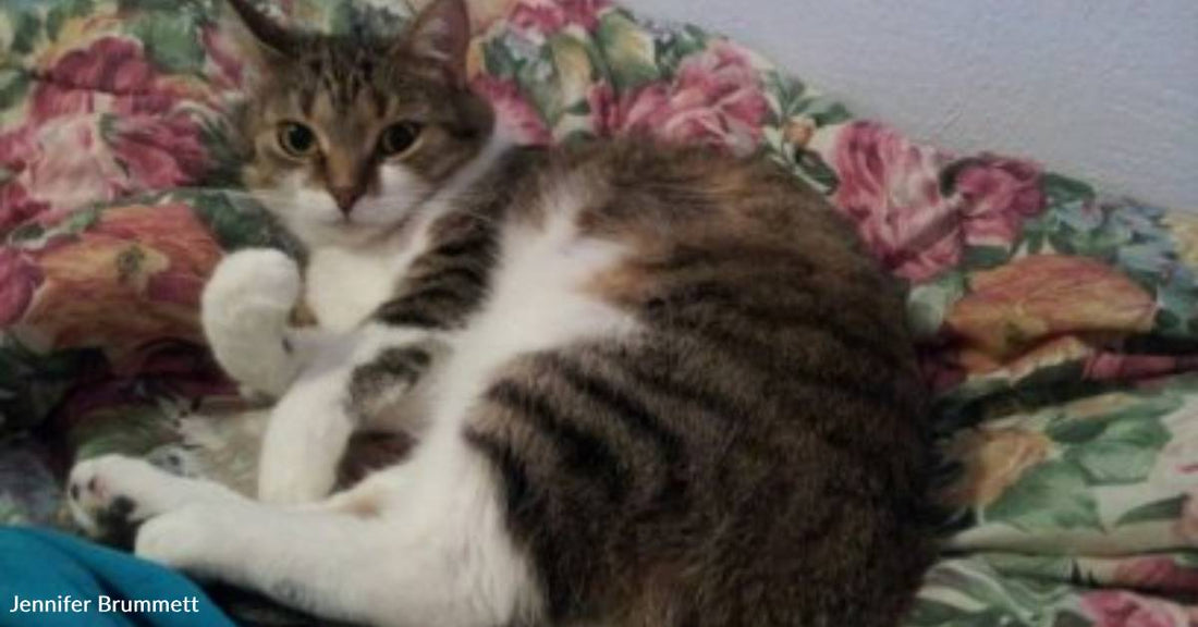'Don't Freak Out if Something Crawls Into Bed': Kitten Makes for an Eventful Morning