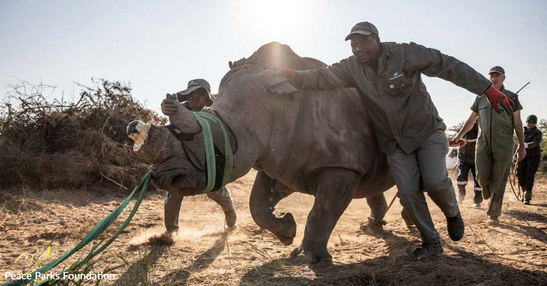 Wildlife rangers guiding and restraining a sedated rhinoceros along a dirt path during a conservation operation.