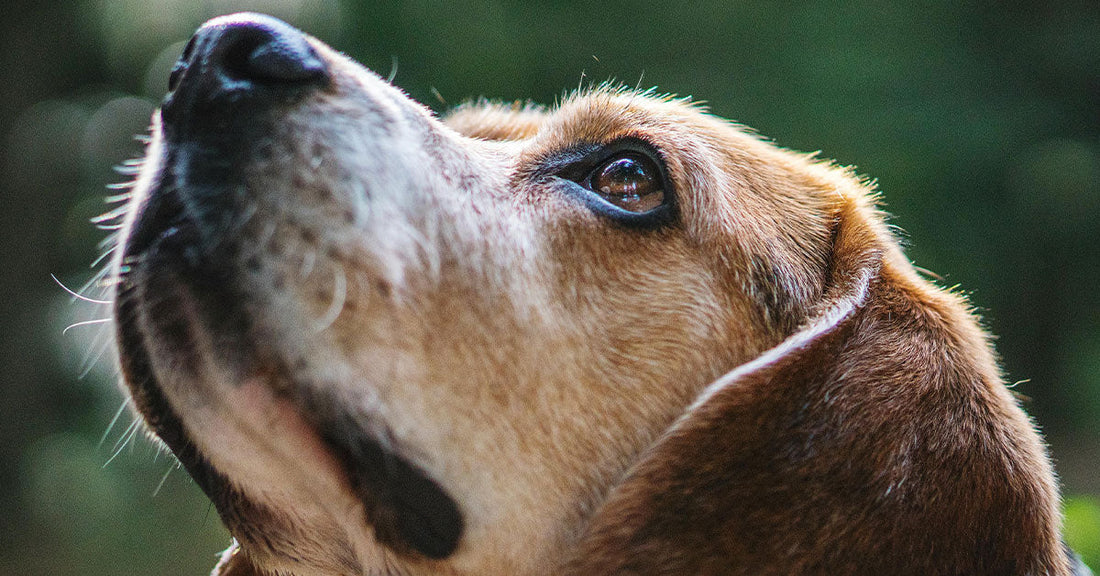 A close-up of a senior beagle’s face looking upward, with soft light highlighting its eye, muzzle, and whiskers.