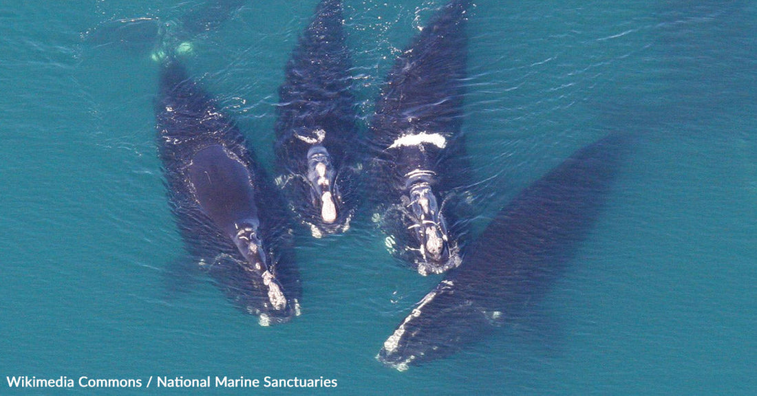 Two Endangered Right Whales Make Stunning 2,700-Mile Journey Together