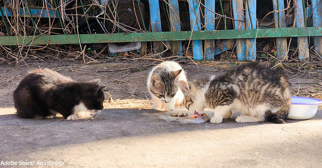 Hundreds of Homeless Cats Get Nutritious Food, Many for the First Time