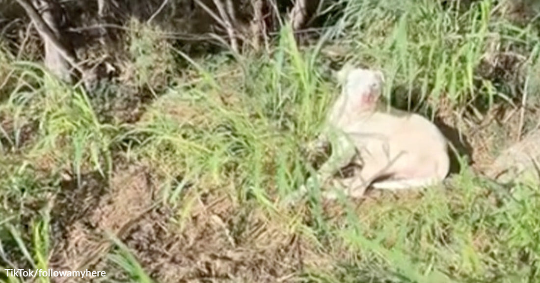 Light-colored dog lies curled in grass beside a road, partially hidden among green plants and brush.
