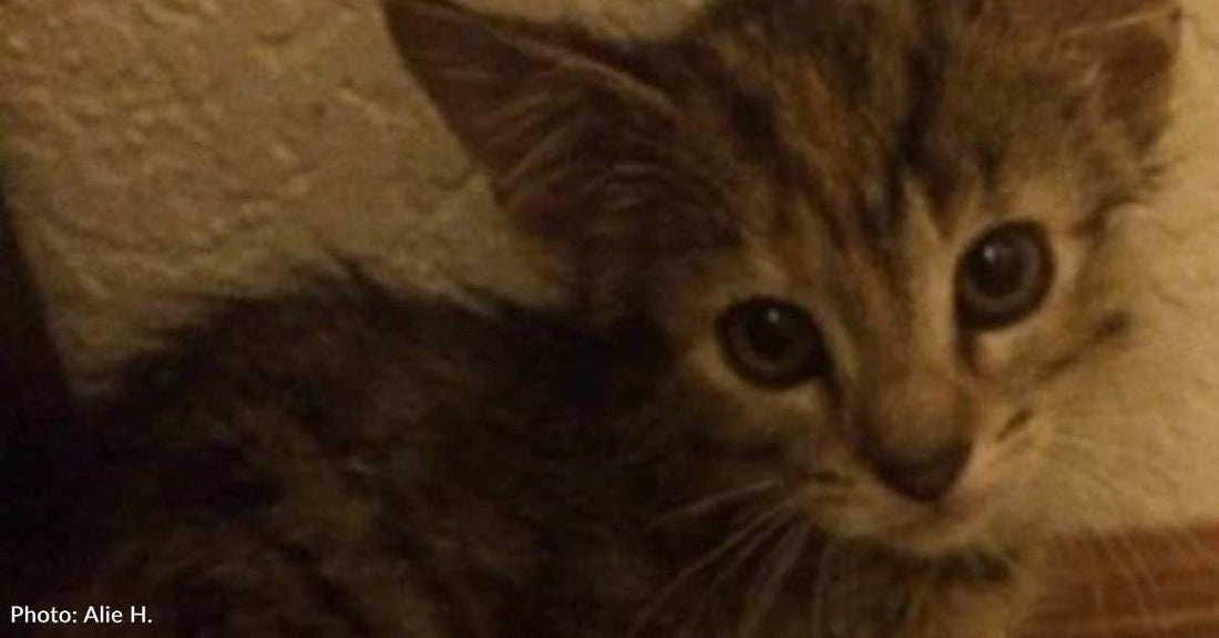 Spicy Runt of Feral Litter is a Handful