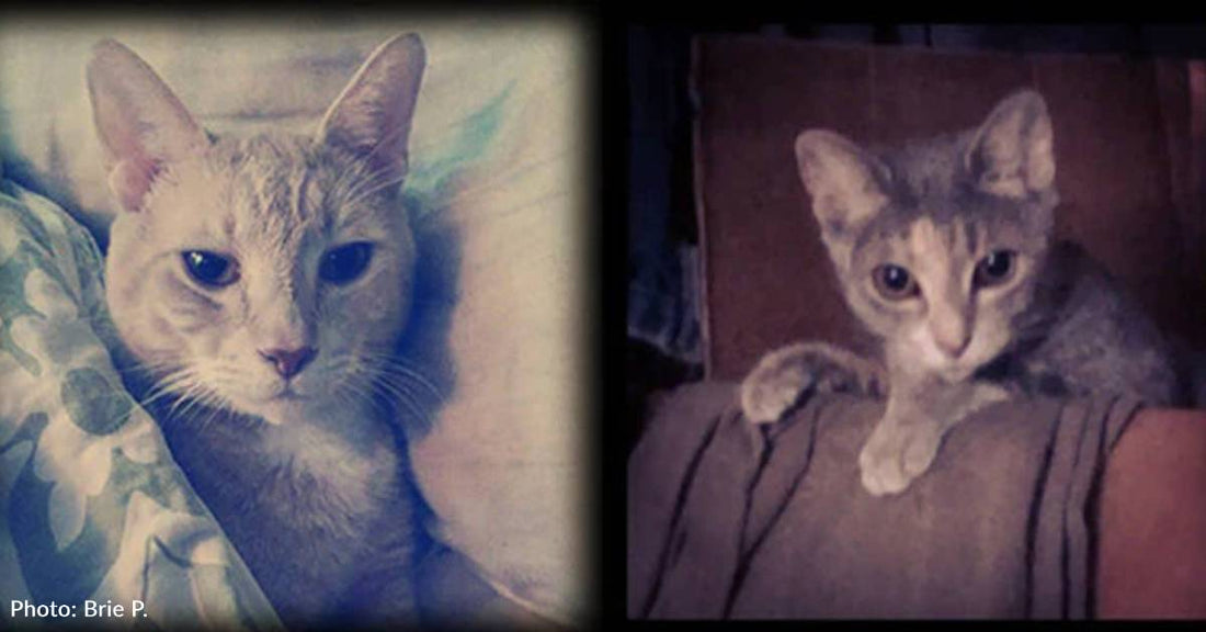 Five Kittens Meow Up a Storm in a Stack of Tires on a Hot Day