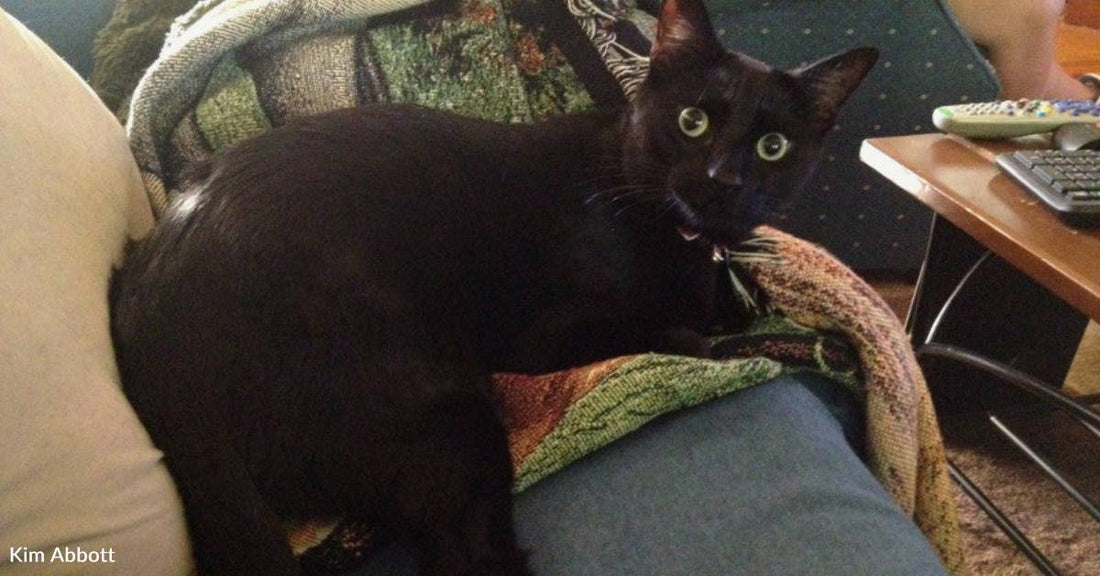 'Hellion' Rescue Cat is Expert Pantry Burglar