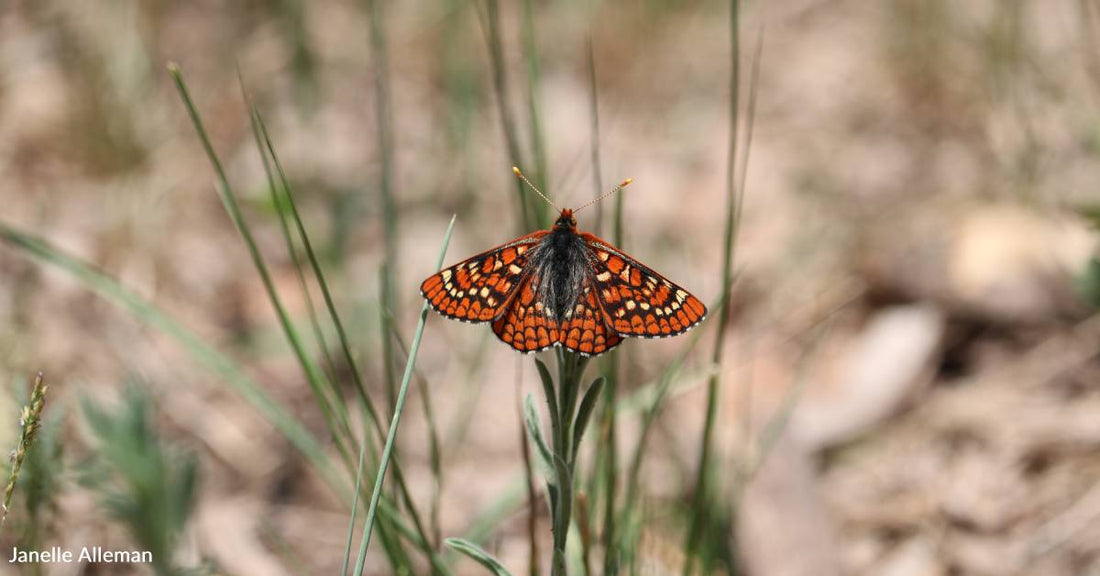 Pollinating Butterfly Listed as Endangered by the U.S. Fish and Wildlife Service