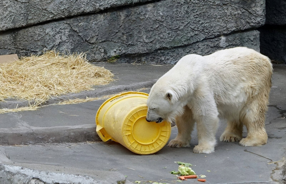 San Francisco Zoo Decline Puts Animals and Visitors at Risk