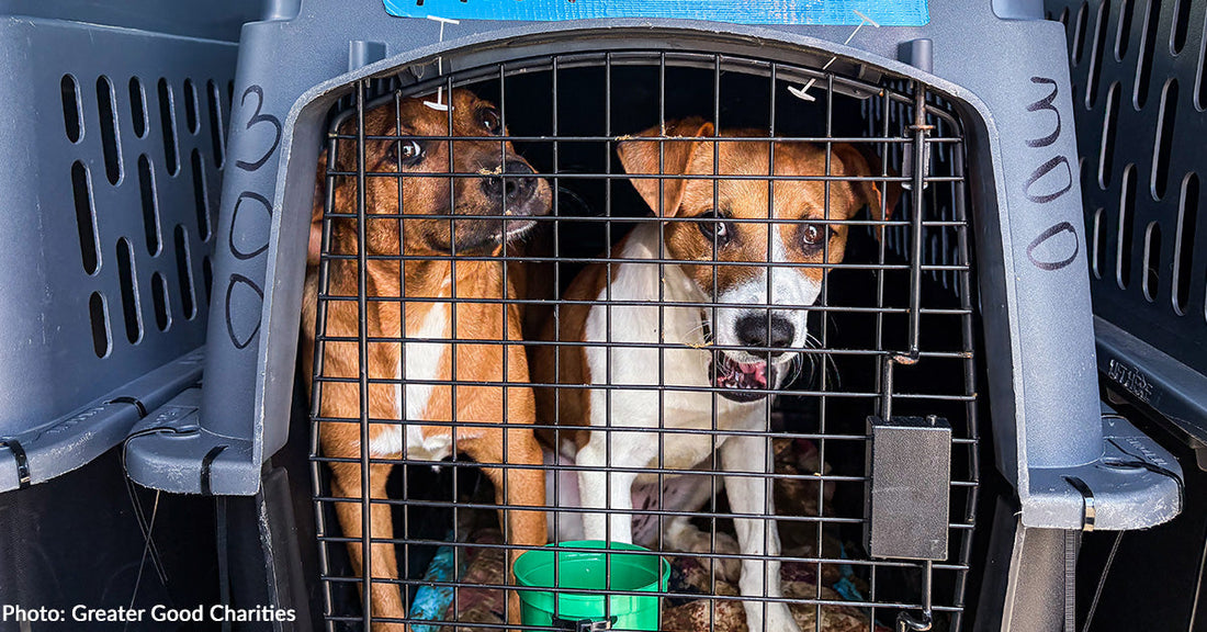 Over 75 Shelter Dogs Catch Flight to Freedom to Find Forever Homes on East Coast