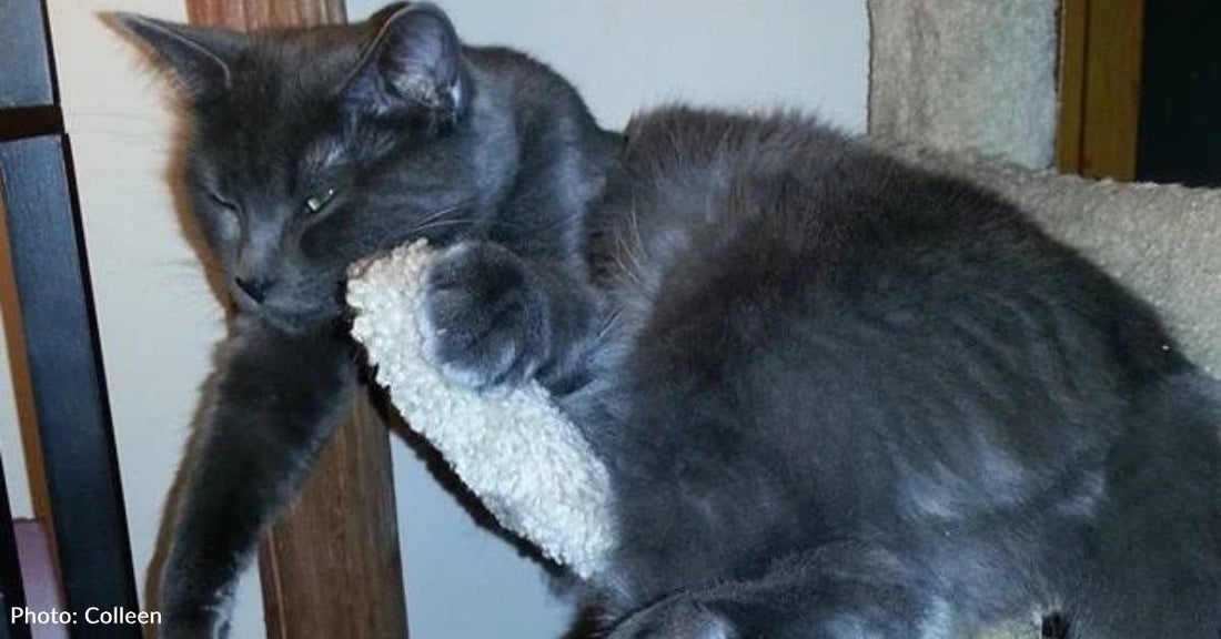 'Far Too Soon': Family Says Goodbye to Their Young Cat After Heartbreaking Diagnosis