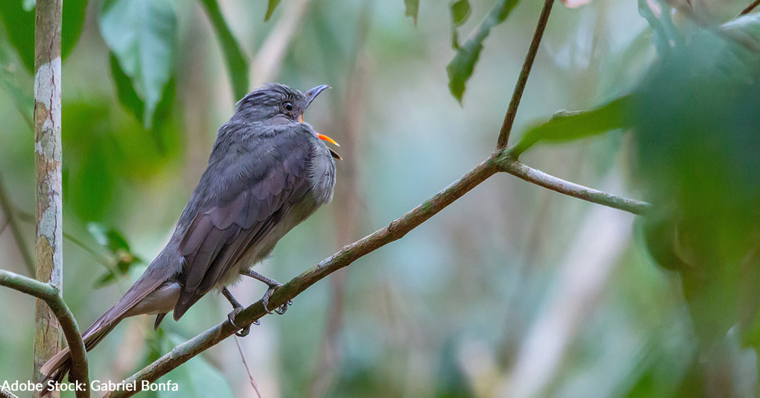 One of "The Loudest Bird Calls In Nature" Captured On Video By San Diego Zoo